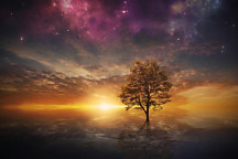 Obraz Strom pod hviezdnou oblohou